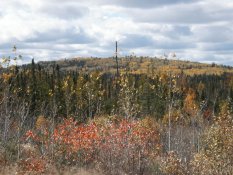 Minnesota landscape pic