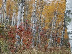 birch trees pic