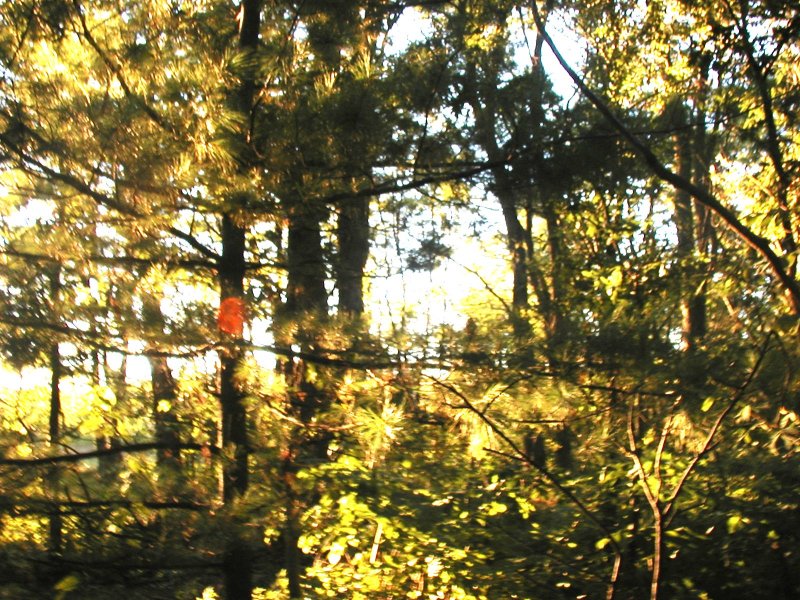 bright woods pic