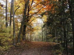 autumn trees