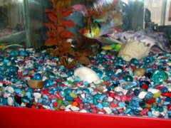 gold fish
