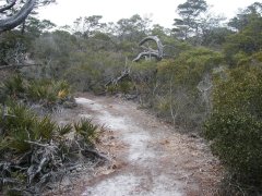 florida landscape