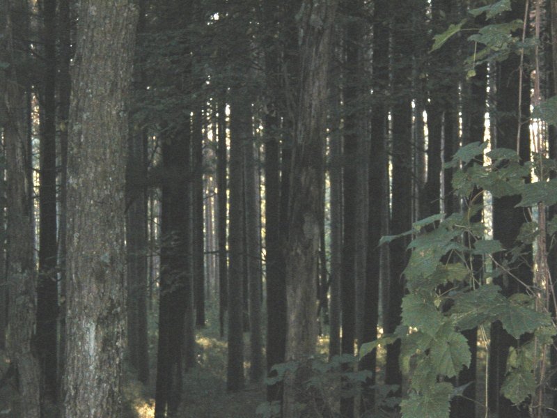 pine forest pic