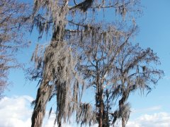 creepy tree