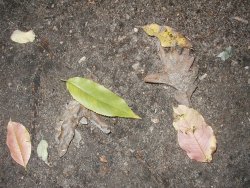 leaves pic