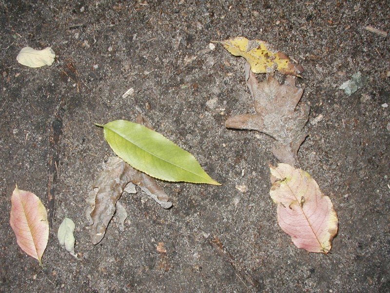 leaves and dirt pic