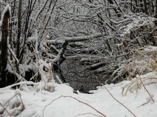 close up of a swamp pic