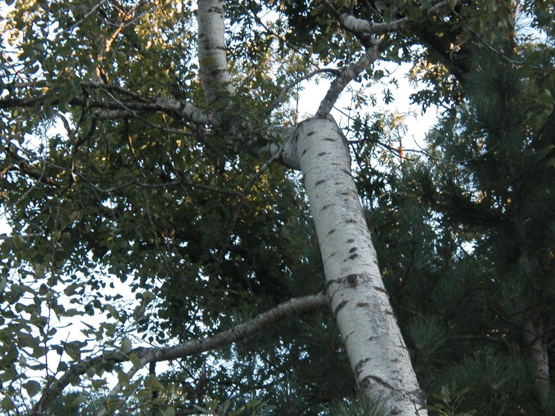 tree pic