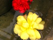 flowers in water