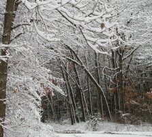 winter landscape