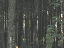 pines pic
