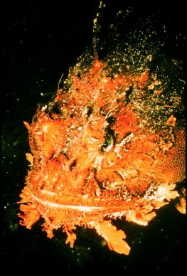 weird fish